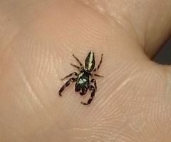 Dendryphantes mordax