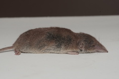 Crocidura