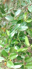 Cinnamodendron dinisii