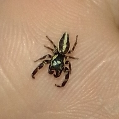 Dendryphantes mordax