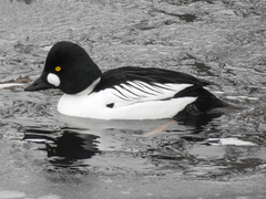 Bucephala clangula