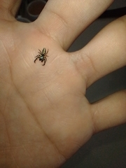 Dendryphantes mordax