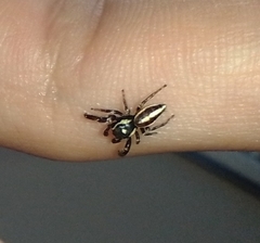 Dendryphantes mordax