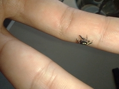 Dendryphantes mordax