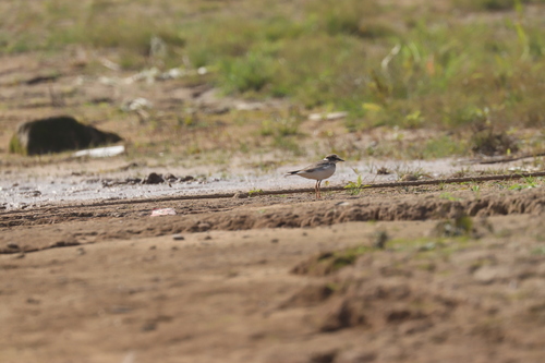 Long-billed Plover