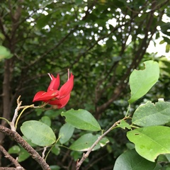 Arthroclianthus