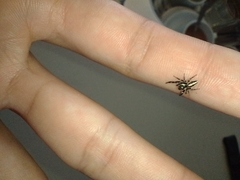 Dendryphantes mordax