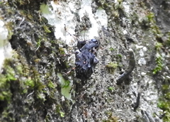 Cedus tuberculatus