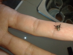 Dendryphantes mordax