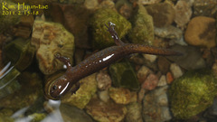 Hynobius quelpaertensis