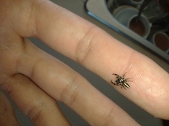 Dendryphantes mordax