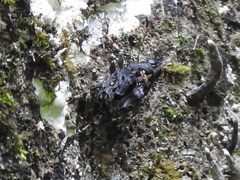 Cedus tuberculatus
