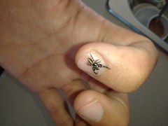 Dendryphantes mordax