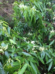 Arthroclianthus