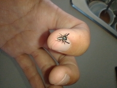 Dendryphantes mordax