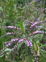 Eirmocephala brachiata