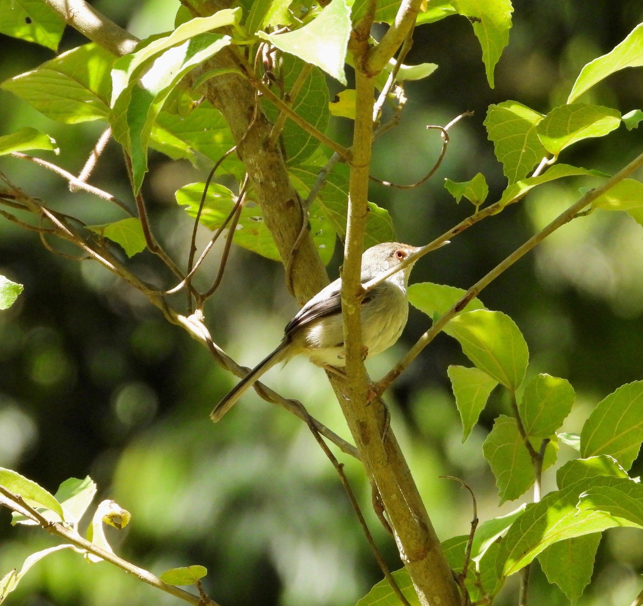 Long-billed Forest Warbler (Artisornis moreaui), photo 2