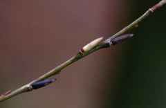 Salix purpurea purpurea