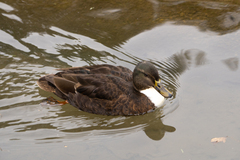 Anas platyrhynchos domesticus