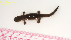 Hynobius quelpaertensis