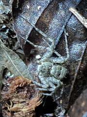 Philodromus margaritatus