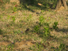 Emberiza spodocephala