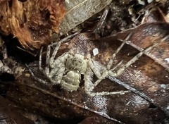 Philodromus margaritatus