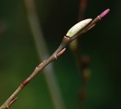 Salix purpurea purpurea