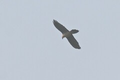 Gypaetus barbatus barbatus