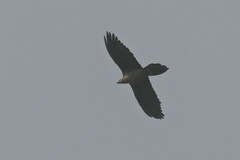 Gypaetus barbatus barbatus