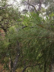Casuarina collina