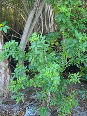 Schinus terebinthifolia