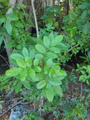 Schinus terebinthifolia