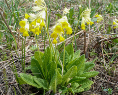 Primula veris macrocalyx
