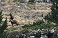 Rupicapra pyrenaica
