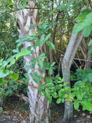 Schinus terebinthifolia