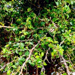 Ziziphus spina-christi