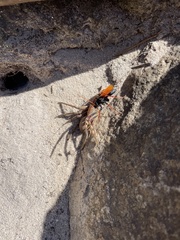 Tachypompilus ignitus