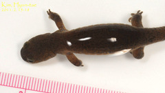 Hynobius quelpaertensis
