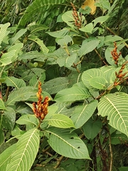 Sanchezia parvibracteata