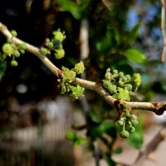 Ziziphus spina-christi