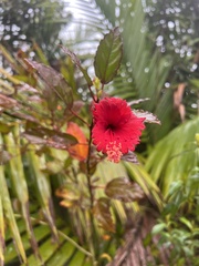 Hibiscus × archeri