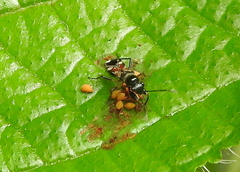Caridops globicollis