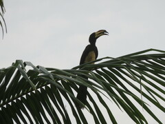 Lophoceros fasciatus