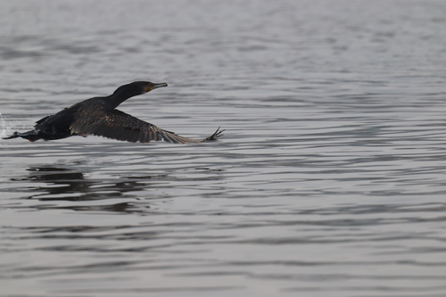 Great Cormorant