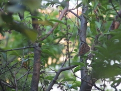 Emberiza tristrami