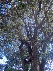 Syzygium cumini