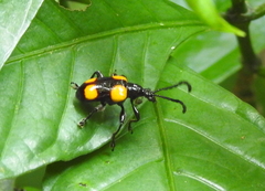 Lilioceris quadripustulata