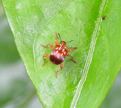 Apoderinae