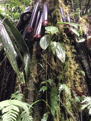 Iriartea deltoidea